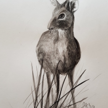 Dikdik