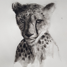 Portret cheetah