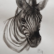 Portret zebra