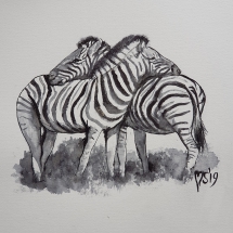 Zebrapaartje